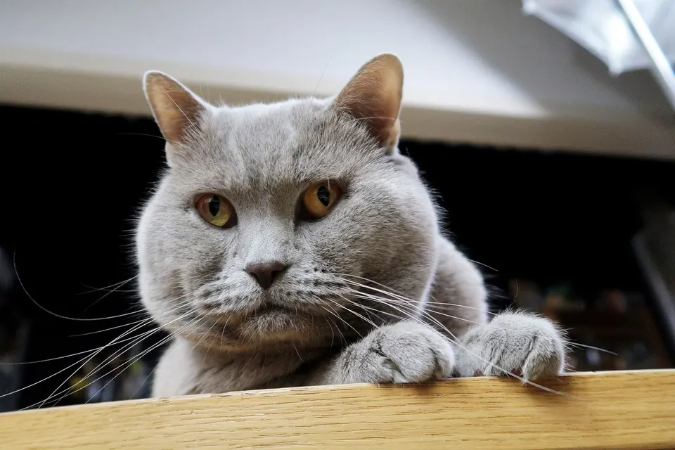 котаракът Румен