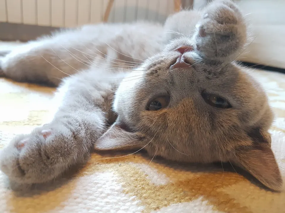 котаракът Румен