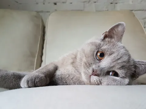 котаракът Румен