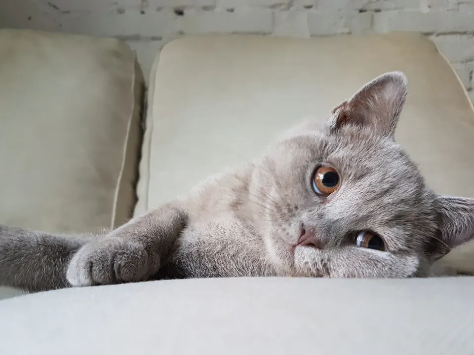 Rumen the Cat