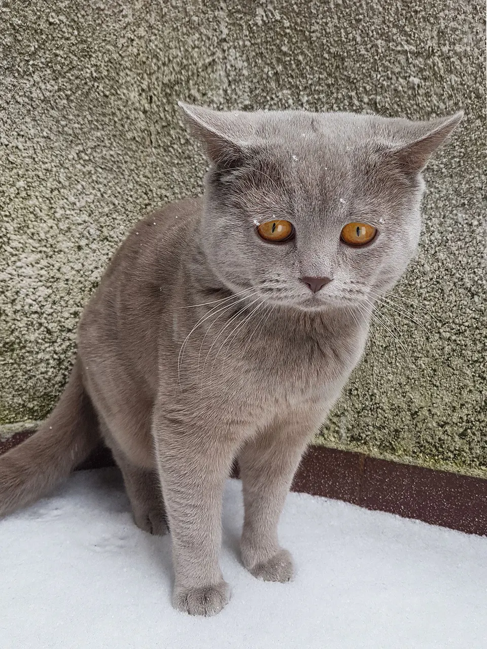 котаракът Румен