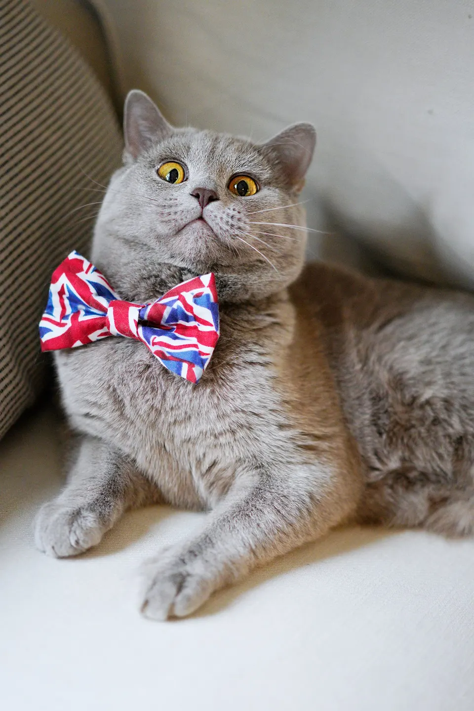 котаракът Румен