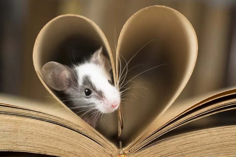 A book and a mouse