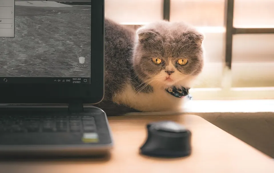 a cat and a computer mouse
