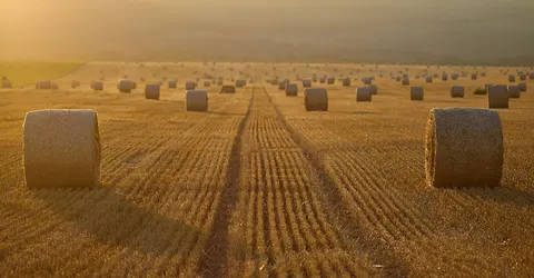 Hay bales