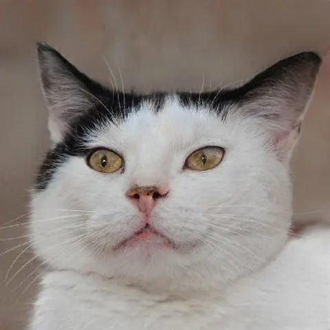 GAN cat