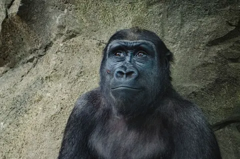 Animals and technology