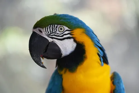 Animals and technology