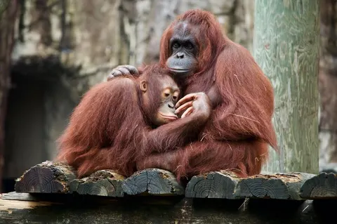 Animals and technology