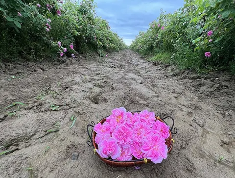Roseberry